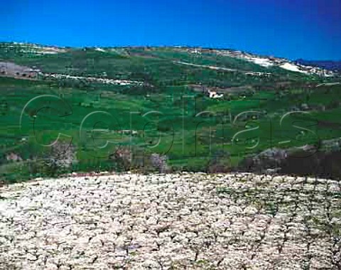Vineyard in the early spring at  Agios Dimitrianos Paphos District Cyprus