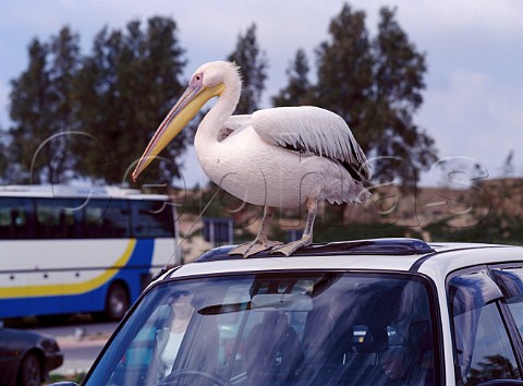 The famous pelican perched on a car in the harbour   car park at Paphos Cyprus