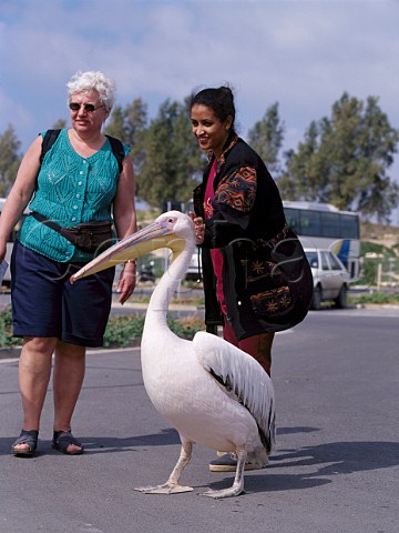 The famous pelican with tourists in the harbour car park at Paphos Cyprus