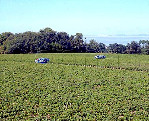 Machine harvesting in vineyard of   Chteau La Tour de By with the Gironde estuary   beyond Bgadan Gironde France   Mdoc Cru Bourgeois Suprieur