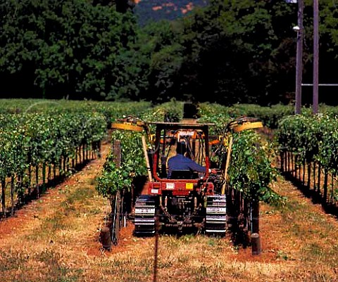 Machine pruning in vineyard of Domaine Mumm   Carneros Napa Co California Carneros AVA