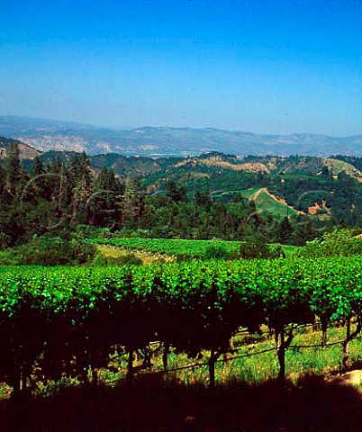 Napa Voss vineyards of Chteau Potelle on  Mount Veeder Napa California     Mount Veeder AVA