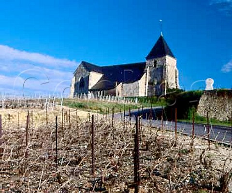 Vineyard in midApril by the church at Chavot near   pernay Marne France   Champagne