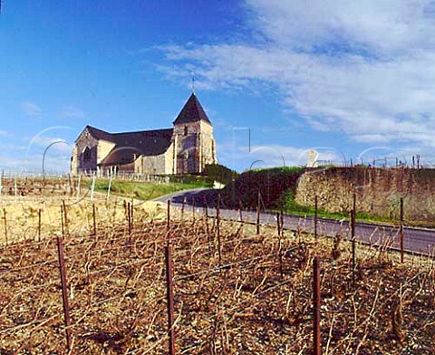Vineyard in midApril by the church at Chavot near   pernay Marne France   Champagne