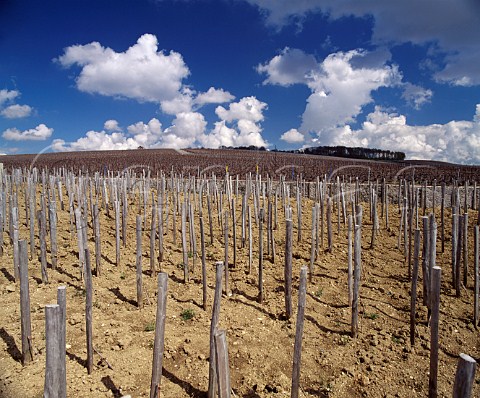 Bollingers Croix Rouge vineyard in midApril Planted entirely en foule the grapes from the ungrafted Pinot Noir vines are used for their Vieilles Vignes Franaises  Bouzy Marne France   Champagne 