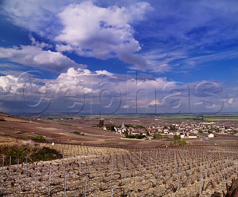 Chardonnay vineyards in early spring around village of Oger Marne France Cte des Blancs  Champagne