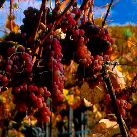 Lateharvest Gewrztraminer grapes of Navarro   Vineyard Navarro Mendocino Co California   Anderson Valley AVA