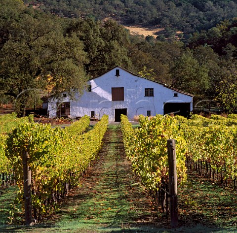 Vineyard of Joseph Phelps St Helena Napa Valley   California