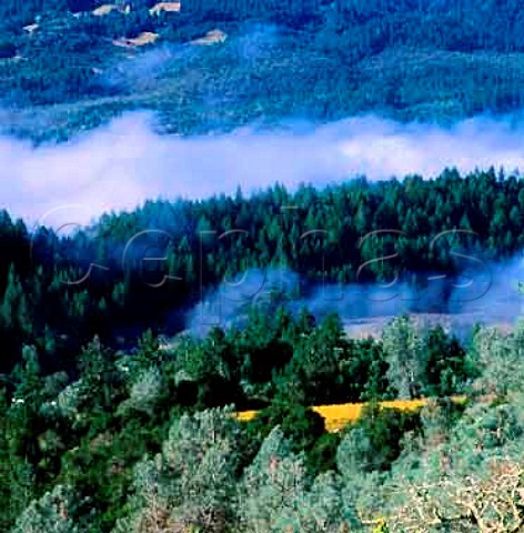 Morning fog on the slopes of Howell Mountain near  St Helena Napa Valley California  Howell Mountain AVA