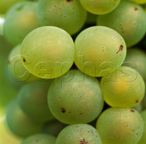 Pinot Blanc grapes Marlborough New Zealand