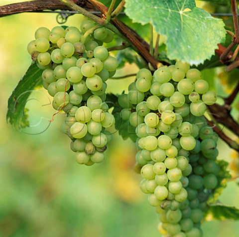 Pinot Blanc grapes