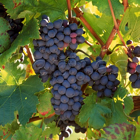 Pinotage grapes