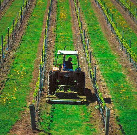 Mowing the grass covercrop in Montana Brancott   Estate vineyard Marlborough New Zealand