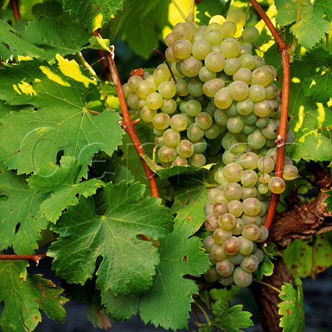 Viognier grapes Marlborough New Zealand