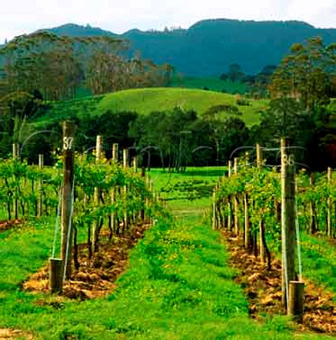 Vineyard of Ransom Wines Matakana  New Zealand   Northland
