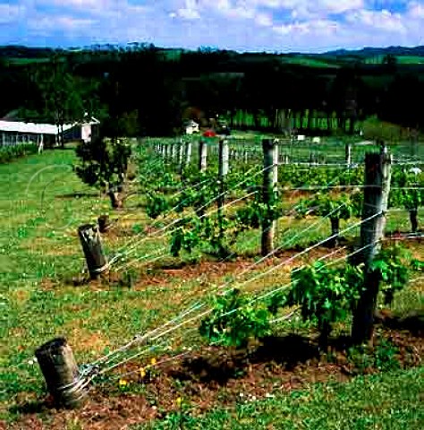 Vineyard of Hyperion Wines Matakana   New Zealand   Northland