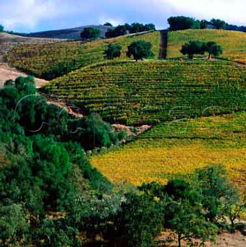 Vineyards at Kenwood Sonoma Co California  Sonoma Valley AVA