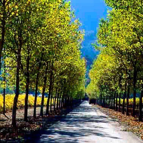 Avenue of trees through vineyard viewed from Route 128 Rutherford Napa Valley California