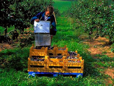 Freshly picked and crated Marjorie Seedling Plums at   Castle Farm Newent Gloucestershire