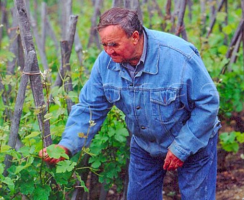 Georges Vernay in his Viognier vines on the Coteau   de Vernon from which are made his top wine     Condrieu Rhne France