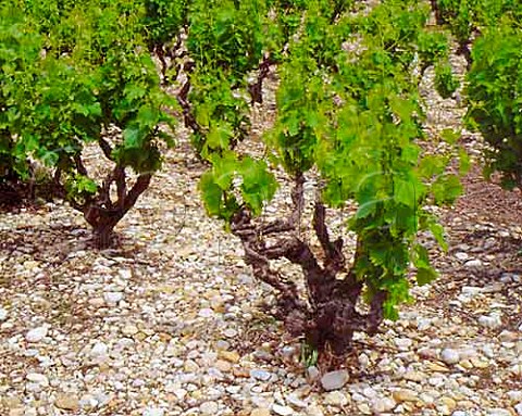Grenache vines Cairanne Vaucluse France  Ctes du RhneVillages