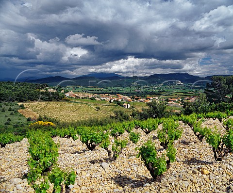 Old Grenache vines on stoney soil above Rasteau Vaucluse France Rasteau  Ctes du RhneVillages