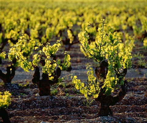 Evening light on Grenache vines Gigondas  Vaucluse France   AC Gigondas