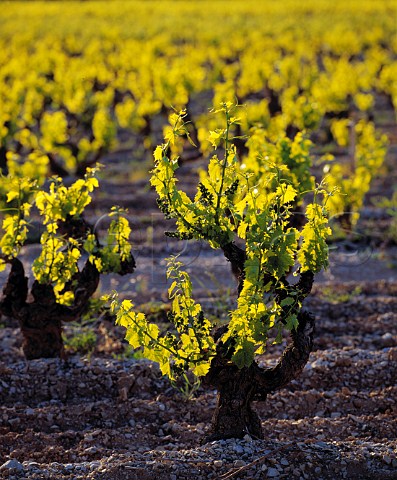 Late evening sunlight on Grenache vines Gigondas  Vaucluse France   AC Gigondas