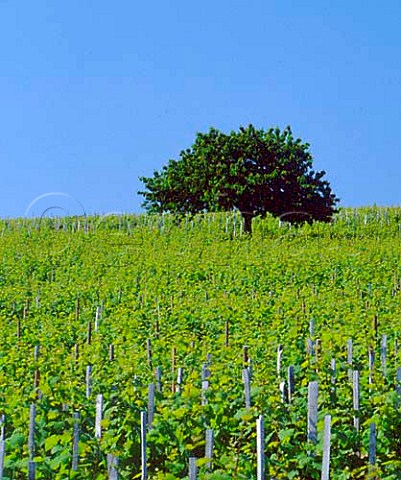 Tree in vineyard Morgon Rhne France  Morgon  Beaujolais
