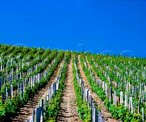 Vineyard at Morgon Rhne France  Morgon  Beaujolais