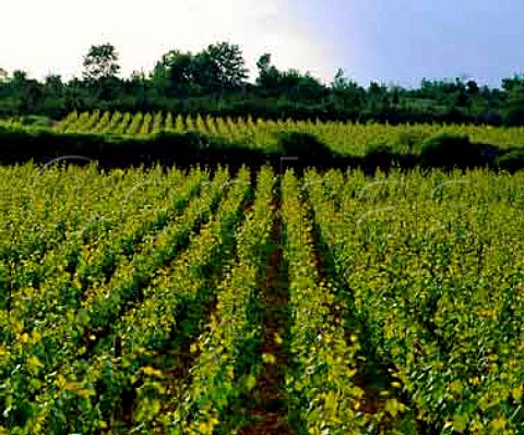 ChevalierMontrachet vineyard of   Domaine Leflaive  PulignyMontrachet Cte dOr France