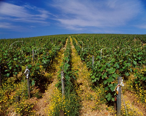 Monte de Tonnerre vineyard Chablis Yonne France   Chablis Premier Cru