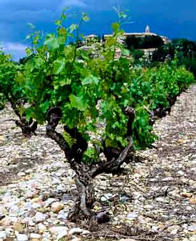 Old Grenache vine Cairanne Vaucluse France   Ctes du RhneVillages