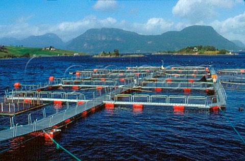 Salmon cages in Valsyfjord Mre  Romsdal   Norway