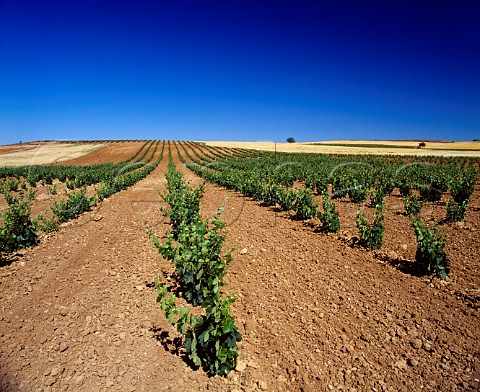 Vineyard near La Horra Castilla y Len Spain   Ribera del Duero