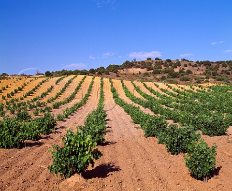 Bushtrained Tinto de Toro vineyard near Venialbo Castilla y Len Spain   Toro