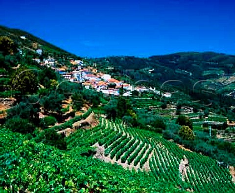 Terraced vineyards around Gouvaes do Douro   near Pinho Portugal   Douro  Port