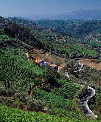 Vineyards of Quinta de Gaivosa owned by Domingos Alves e Sousa Near Santa Marta de Penaguiao Portugal Douro