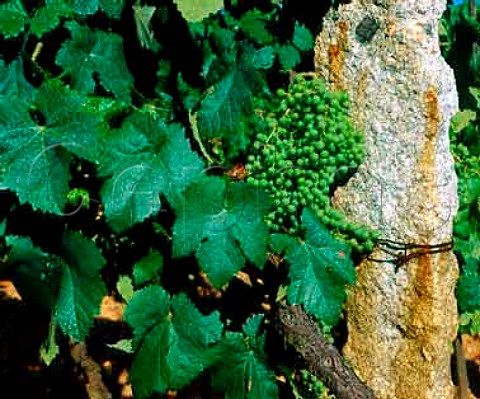 Immature grapes and granite post in vineyard at   Conceilo de Toen near Fa Galicia Spain   DO Ribeiro