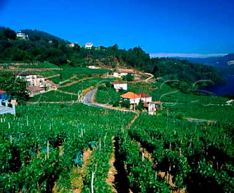 Vineyards above the Mio River at Troncoso   near Castrelo de Mio Galicia Spain   DO Ribeiro
