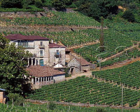 Vineyards at Troncoso near Castrelo de Mio Galicia Spain DO Ribeiro