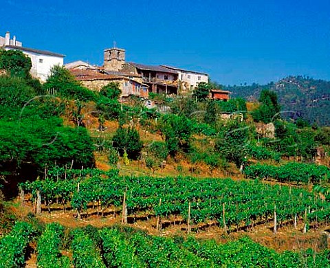 Vineyards below O Pradeiro   near Castrelo de Mio Galicia Spain      DO Ribeiro