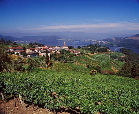 Vineyards above the Mio River around the village of   San Esteban Galicia Spain     DO Ribeiro