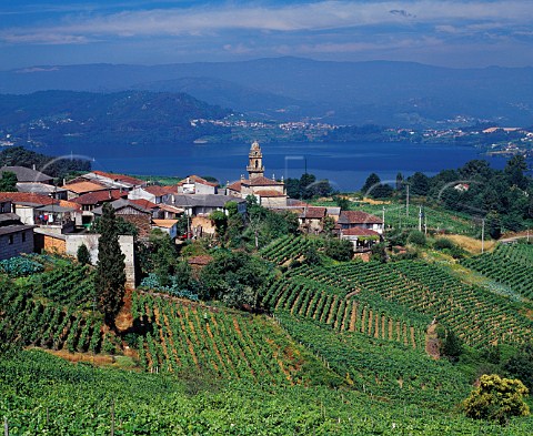 Vineyards around the village of San Esteban high above the Mio River Galicia Spain DO Ribeiro