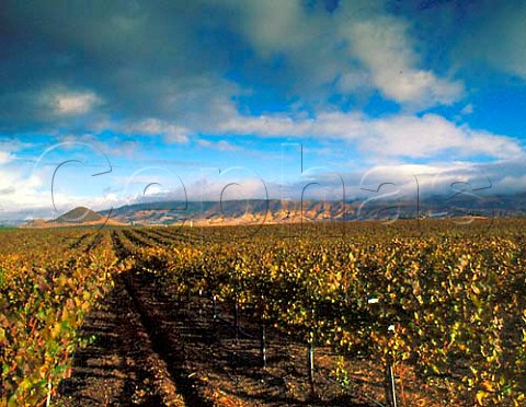 Edna Valley Vineyards with the Santa Lucia Range   beyond San Luis Obispo Co California  Edna Valley AVA