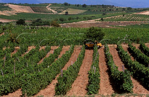 Vineyards near Negotino Republic of    Macedonia