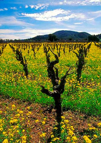 Springtime mustard in old Zinfandel vineyard off Dry   Creek Road Sonoma Co California   Dry Creek AVA