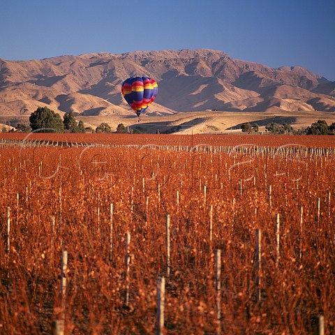Hotair balloon over Montana Fairhall Estate vineyard Marlborough New Zealand