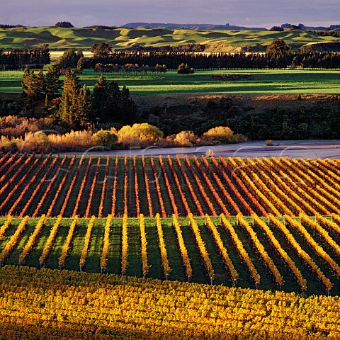 Riverview Vineyard of Morton Estate by the Ngaruroro River near Hastings New Zealand   Hawkes Bay