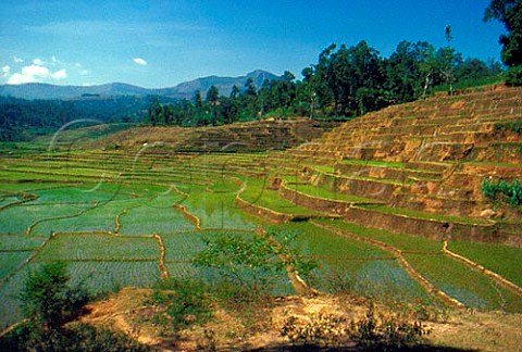 Rice paddy near Boralanda Sri Lanka